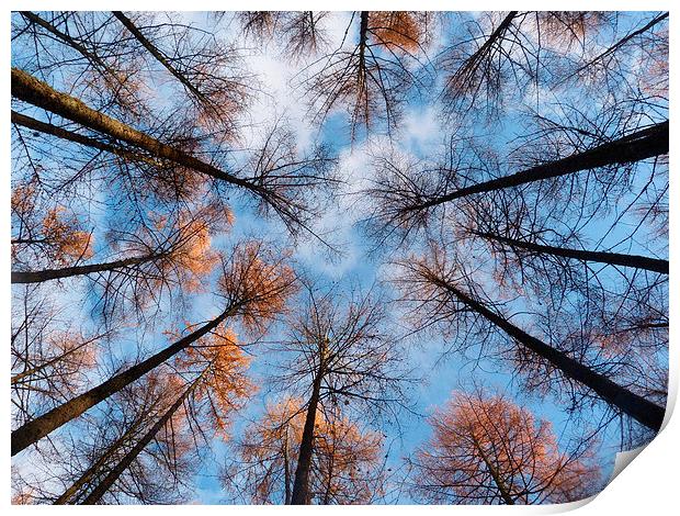 Looking up at Larch 2 Print by Jennifer Henderson