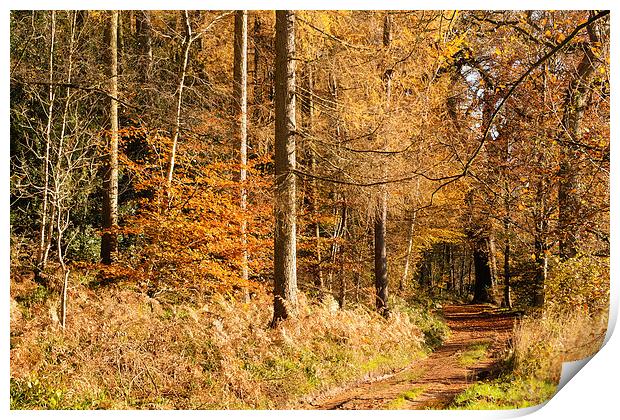 Autumn colours, riverside walk, November 2103 Print by Hugh McKean