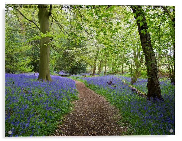 Bluebell Woodland with Blossom Confetti Acrylic by Elizabeth Debenham