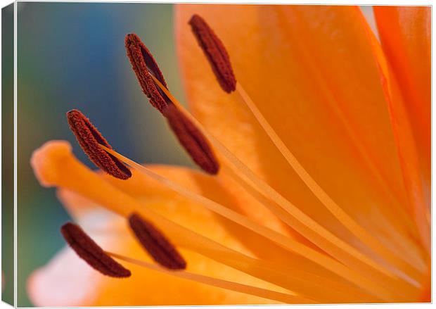 The Peach Lily Canvas Print by Peter Lennon