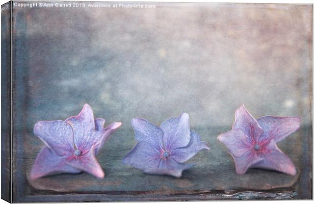 Tiny Hydrangea Flowers Canvas Print by Ann Garrett