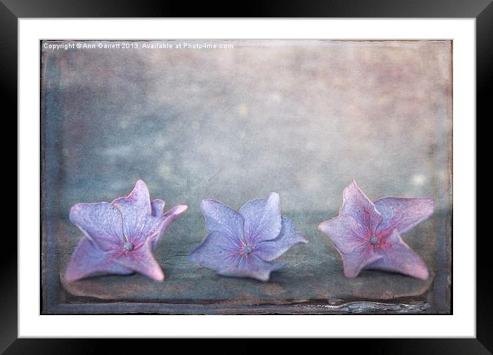 Tiny Hydrangea Flowers Framed Mounted Print by Ann Garrett