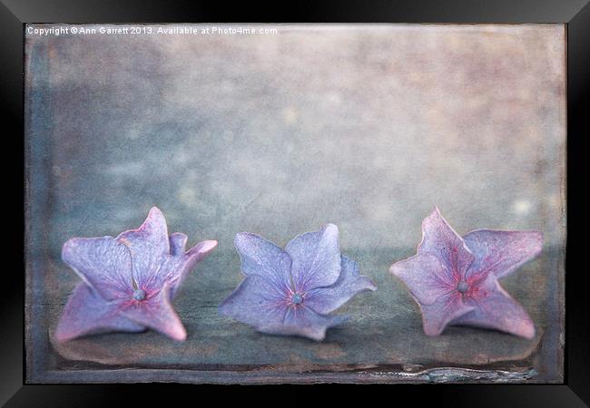 Tiny Hydrangea Flowers Framed Print by Ann Garrett