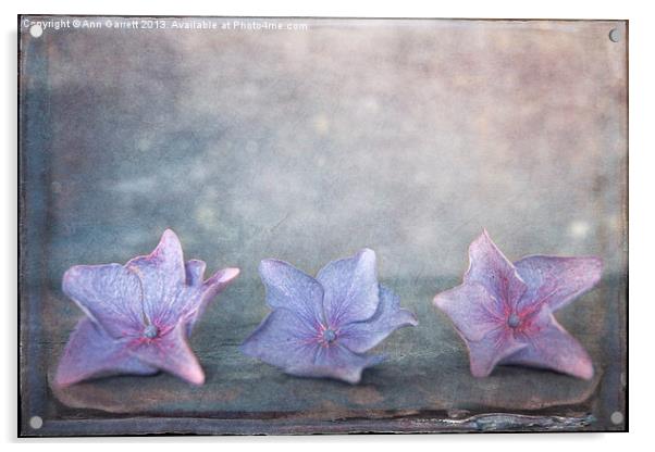 Tiny Hydrangea Flowers Acrylic by Ann Garrett
