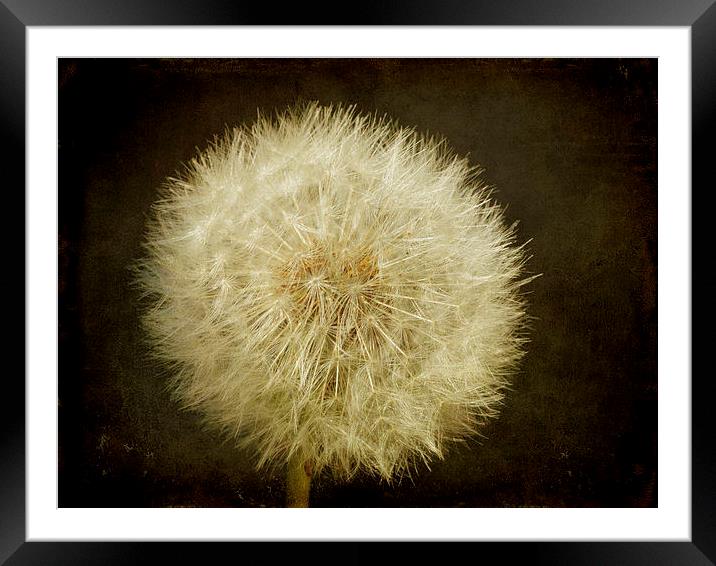 Textured Dandelion Framed Mounted Print by Sarah Couzens