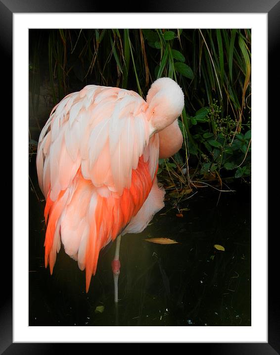 Flamingo Framed Mounted Print by Carmel Fiorentini