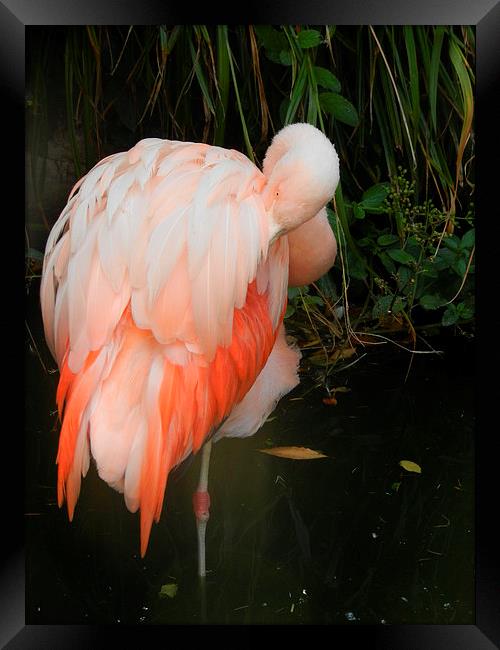 Flamingo Framed Print by Carmel Fiorentini