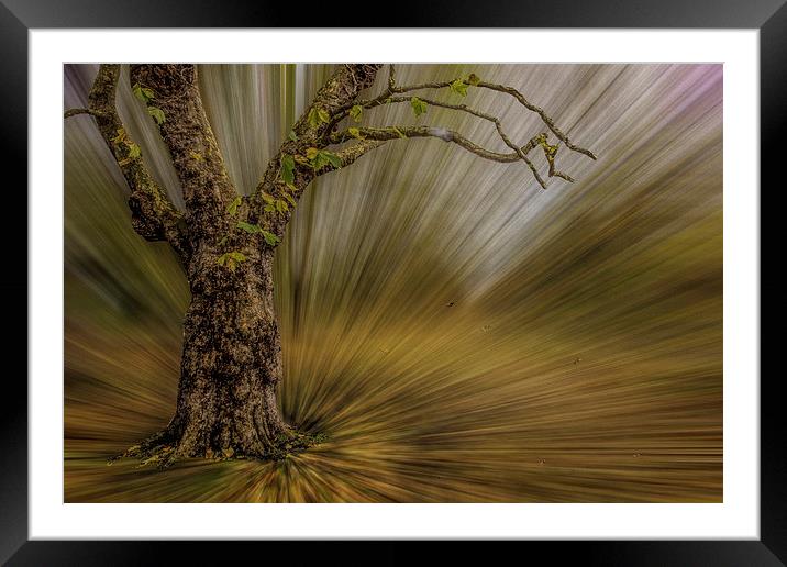 Abstract Tree scene Framed Mounted Print by Thanet Photos