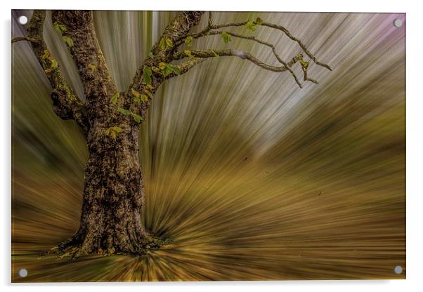 Abstract Tree scene Acrylic by Thanet Photos