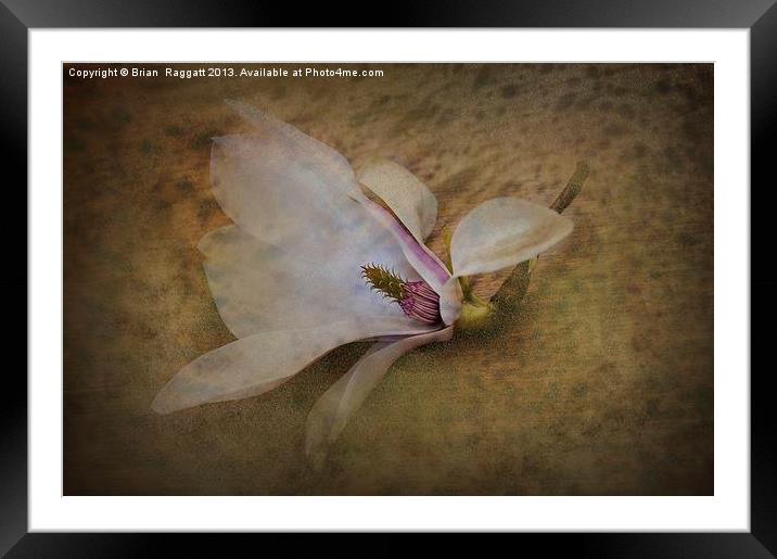 Beautiful Swan Song Framed Mounted Print by Brian  Raggatt