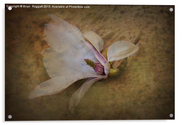 Beautiful Swan Song Acrylic by Brian  Raggatt