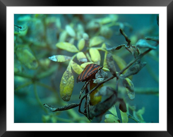 The Small Striped Insect Framed Mounted Print by Luis Lajas