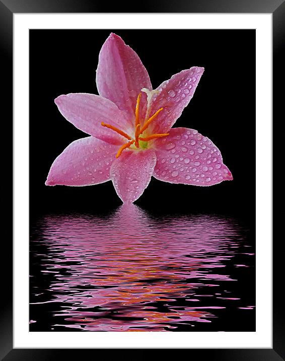 2502-pink flower Framed Mounted Print by elvira ladocki