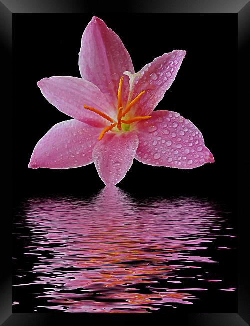 2502-pink flower Framed Print by elvira ladocki