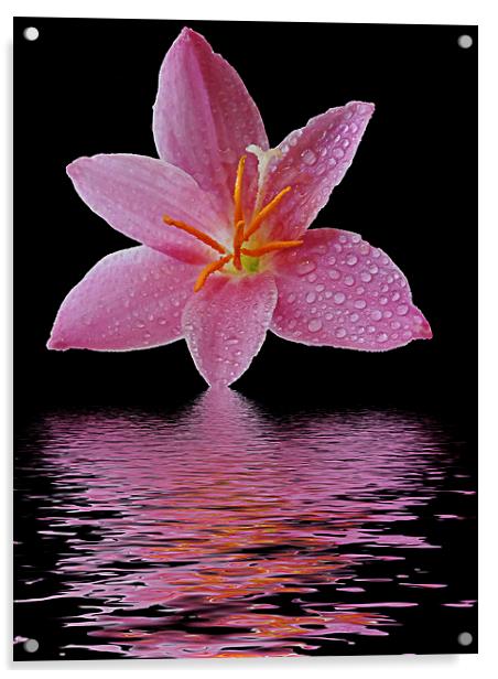 2502-pink flower Acrylic by elvira ladocki