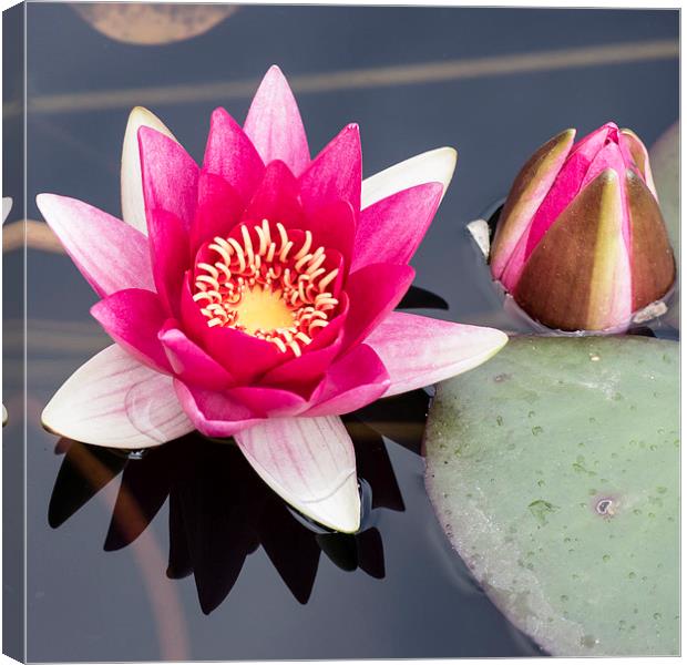 Pink Water Lily Canvas Print by Keith Douglas