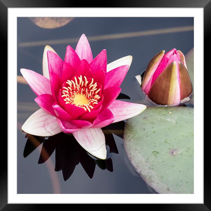 Pink Water Lily Framed Mounted Print by Keith Douglas