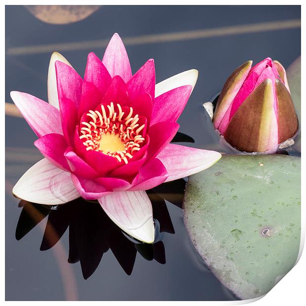 Pink Water Lily Print by Keith Douglas