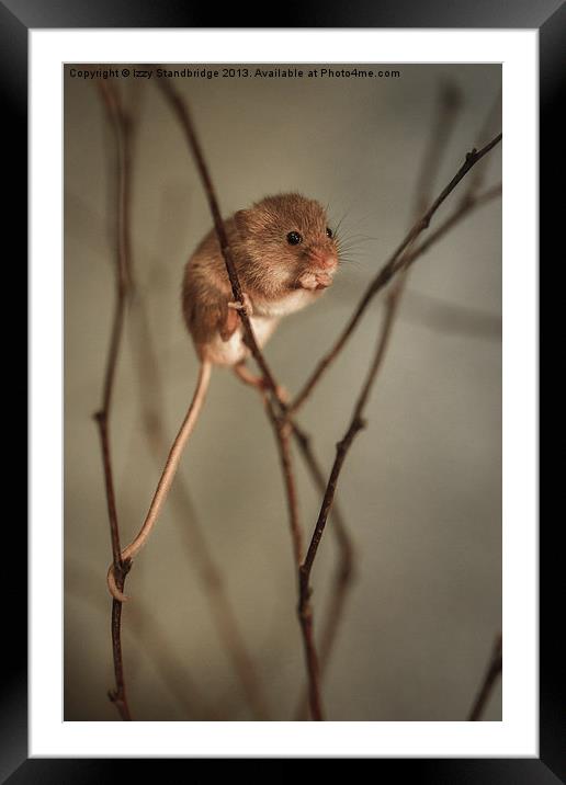 Harvest mouse Framed Mounted Print by Izzy Standbridge