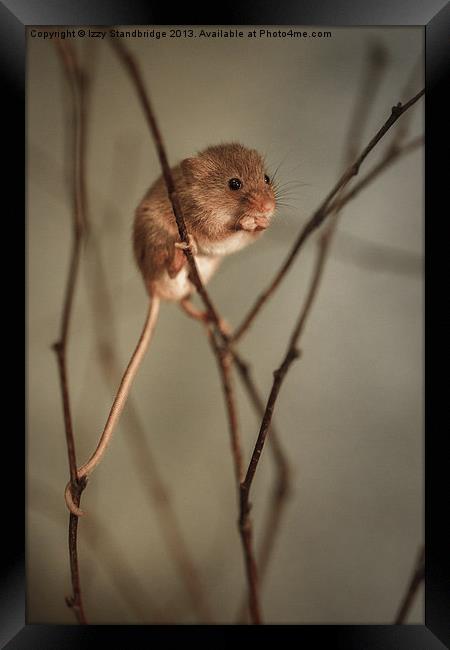 Harvest mouse Framed Print by Izzy Standbridge