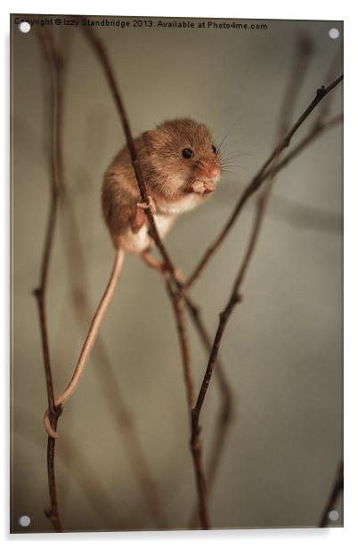 Harvest mouse Acrylic by Izzy Standbridge