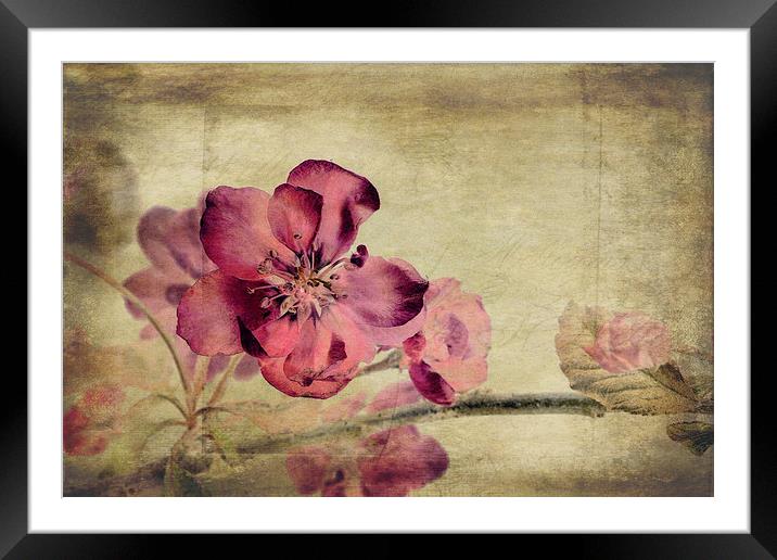 Cherry Blossom with Textures Framed Mounted Print by John Edwards