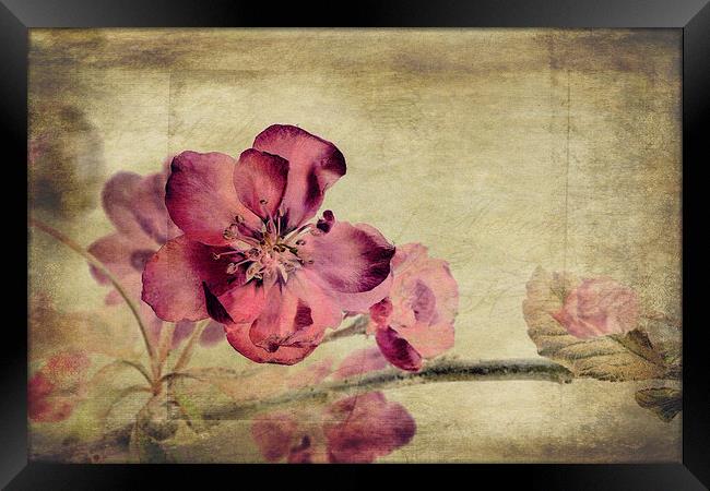 Cherry Blossom with Textures Framed Print by John Edwards