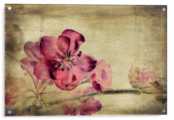 Cherry Blossom with Textures Acrylic by John Edwards