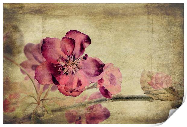 Cherry Blossom with Textures Print by John Edwards