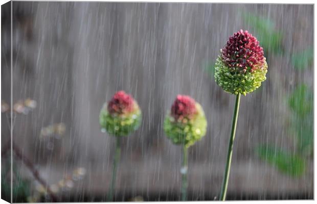 Flowers in the rain Canvas Print by Callum Paterson