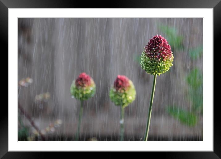 Flowers in the rain Framed Mounted Print by Callum Paterson