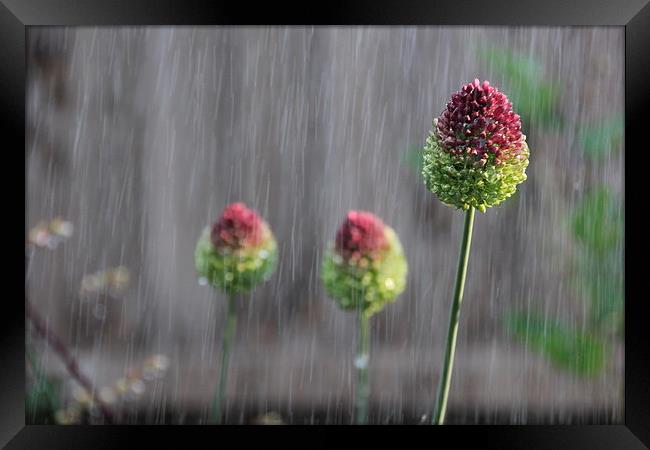 Flowers in the rain Framed Print by Callum Paterson