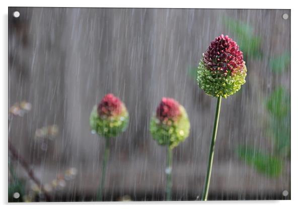 Flowers in the rain Acrylic by Callum Paterson