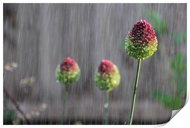 Flowers in the rain Print by Callum Paterson