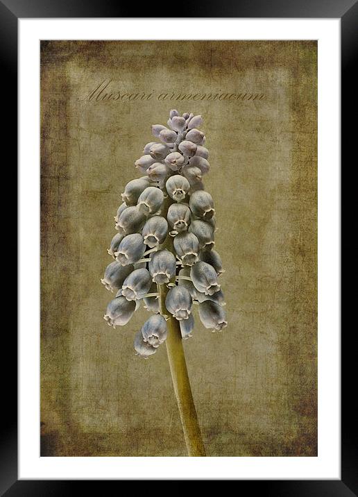 Muscari armeniacum with textures Framed Mounted Print by John Edwards