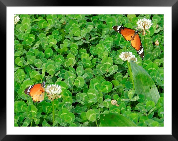 butterflys Framed Mounted Print by Sapir Porat