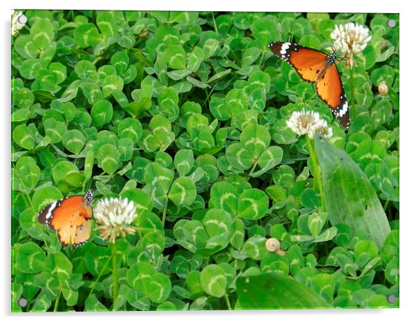 butterflys Acrylic by Sapir Porat