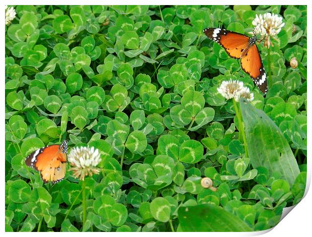 butterflys Print by Sapir Porat