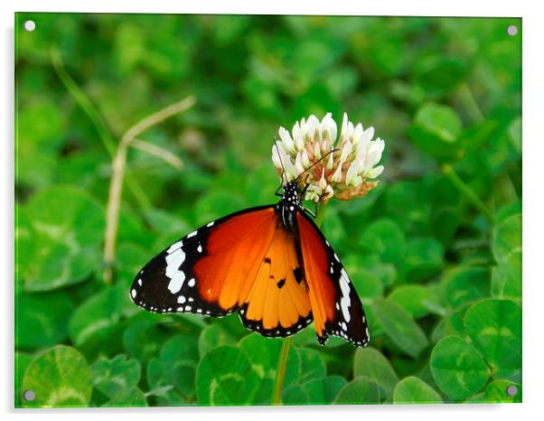 butterfly Acrylic by Sapir Porat