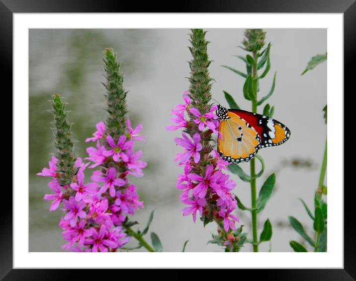 pretty butterfly Framed Mounted Print by Sapir Porat