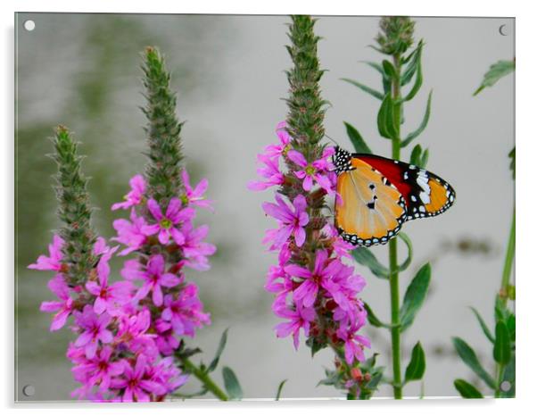 pretty butterfly Acrylic by Sapir Porat