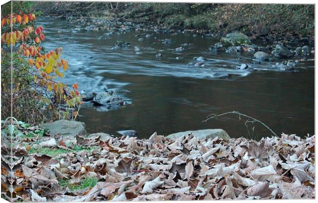 Frosty Leaves, River Ardle Canvas Print by Claire Colston