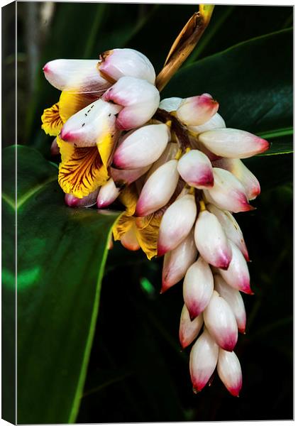 white Ginger flowers Canvas Print by Craig Lapsley