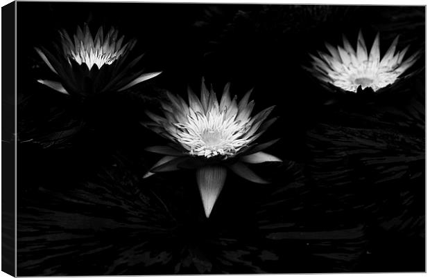 Three Lilies Canvas Print by Maggie Railton