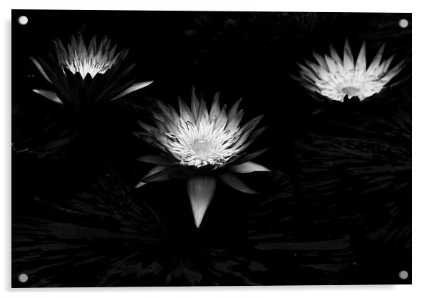 Three Lilies Acrylic by Maggie Railton