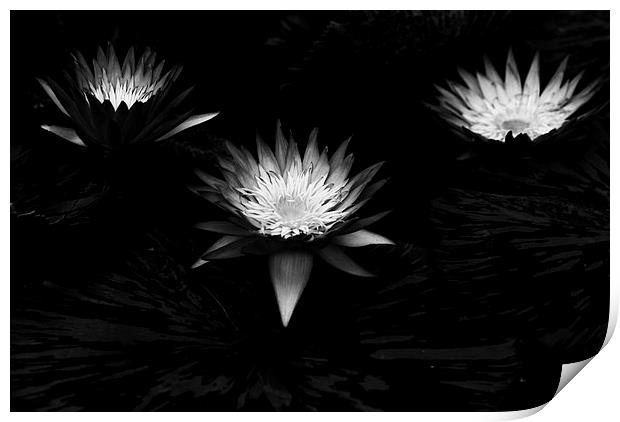 Three Lilies Print by Maggie Railton