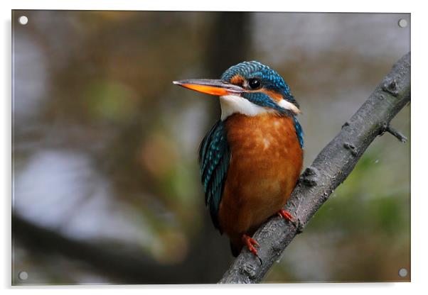 Common Kingfisher f Acrylic by Bhagwat Tavri