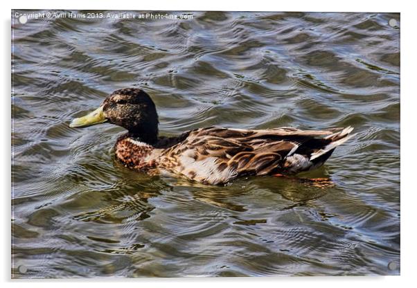 Female Mallard Duck Acrylic by Avril Harris