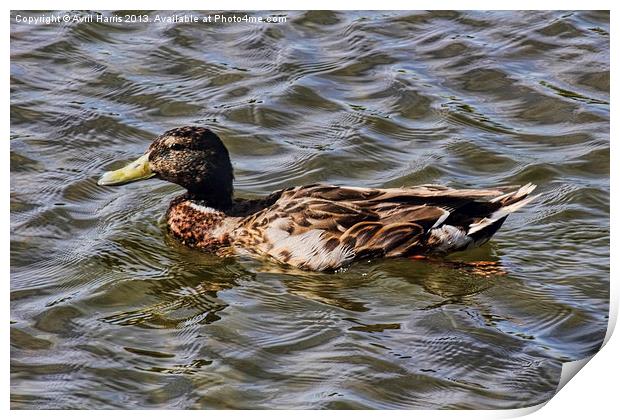 Female Mallard Duck Print by Avril Harris