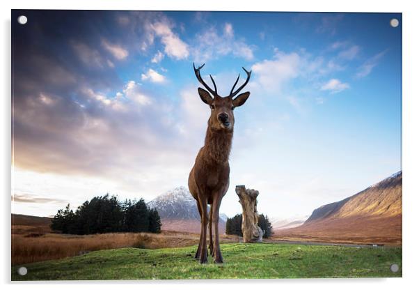 Highland Stag Acrylic by Keith Thorburn EFIAP/b